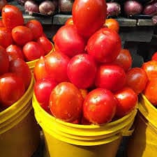 Fresh Tomatoes